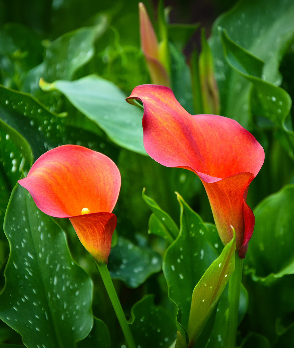 caillou lily flower Capt. Triniti Calla Lily