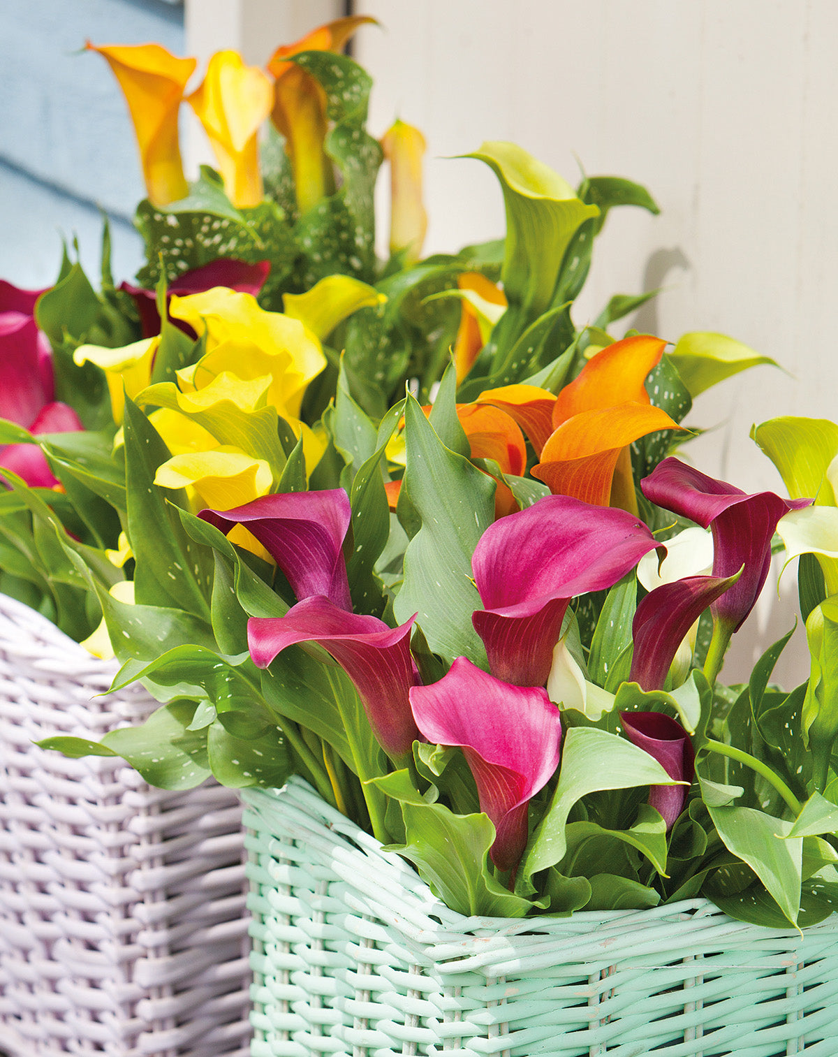 Mixed Calla Lilies - 9 tubers