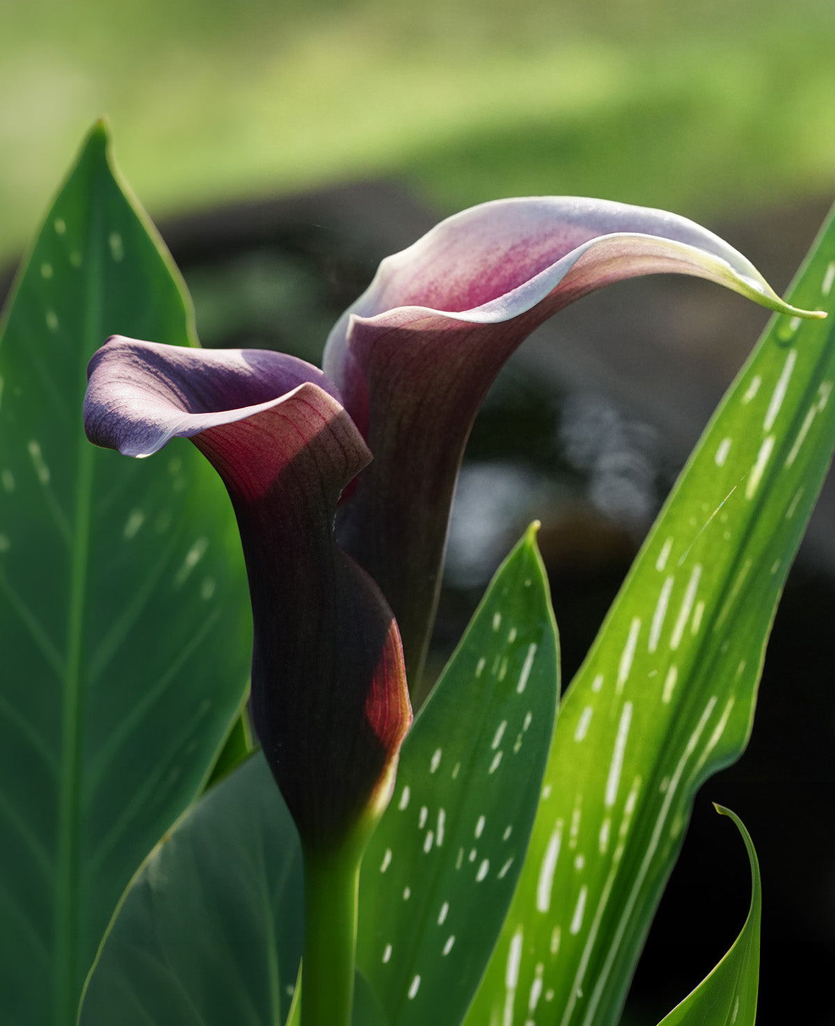 dark purple calla lily plant Odessa Calla Lily