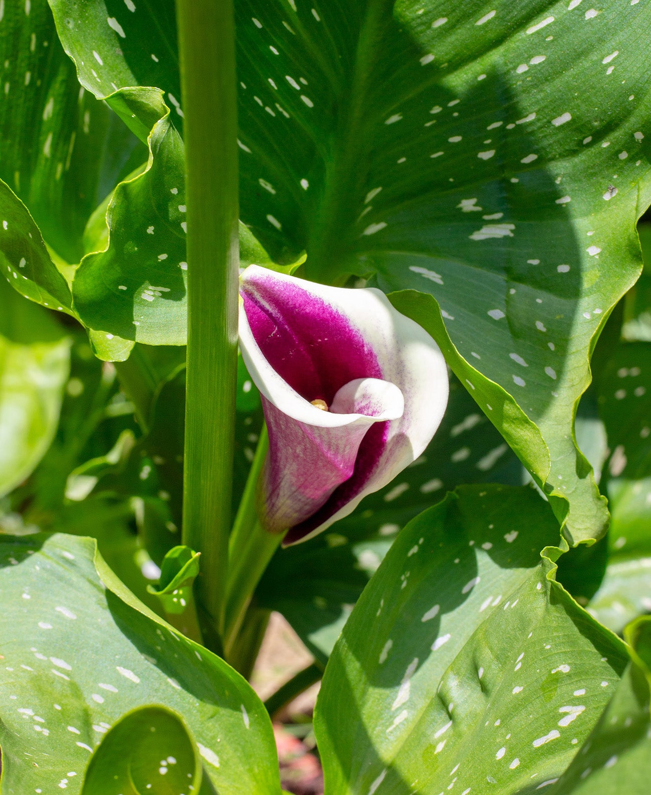 white purple calla lilies Picasso Calla Lily®