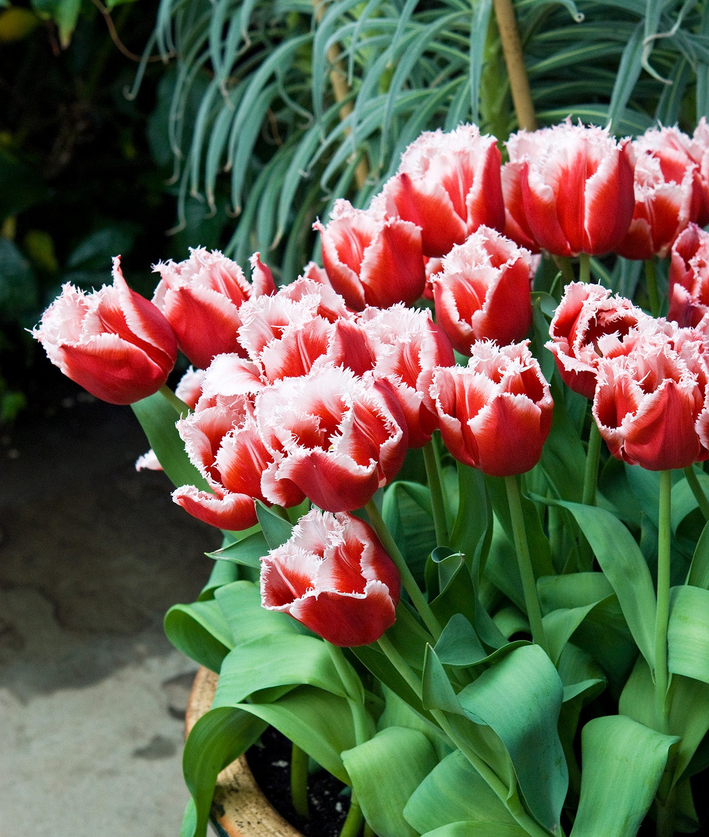 Canasta Fringed Tulip - 10 bulbs