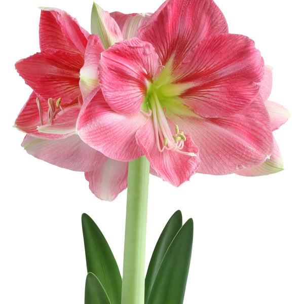 Candy Floss® Symphony Amaryllis - 24-26 cm bulb – BloomingBulb