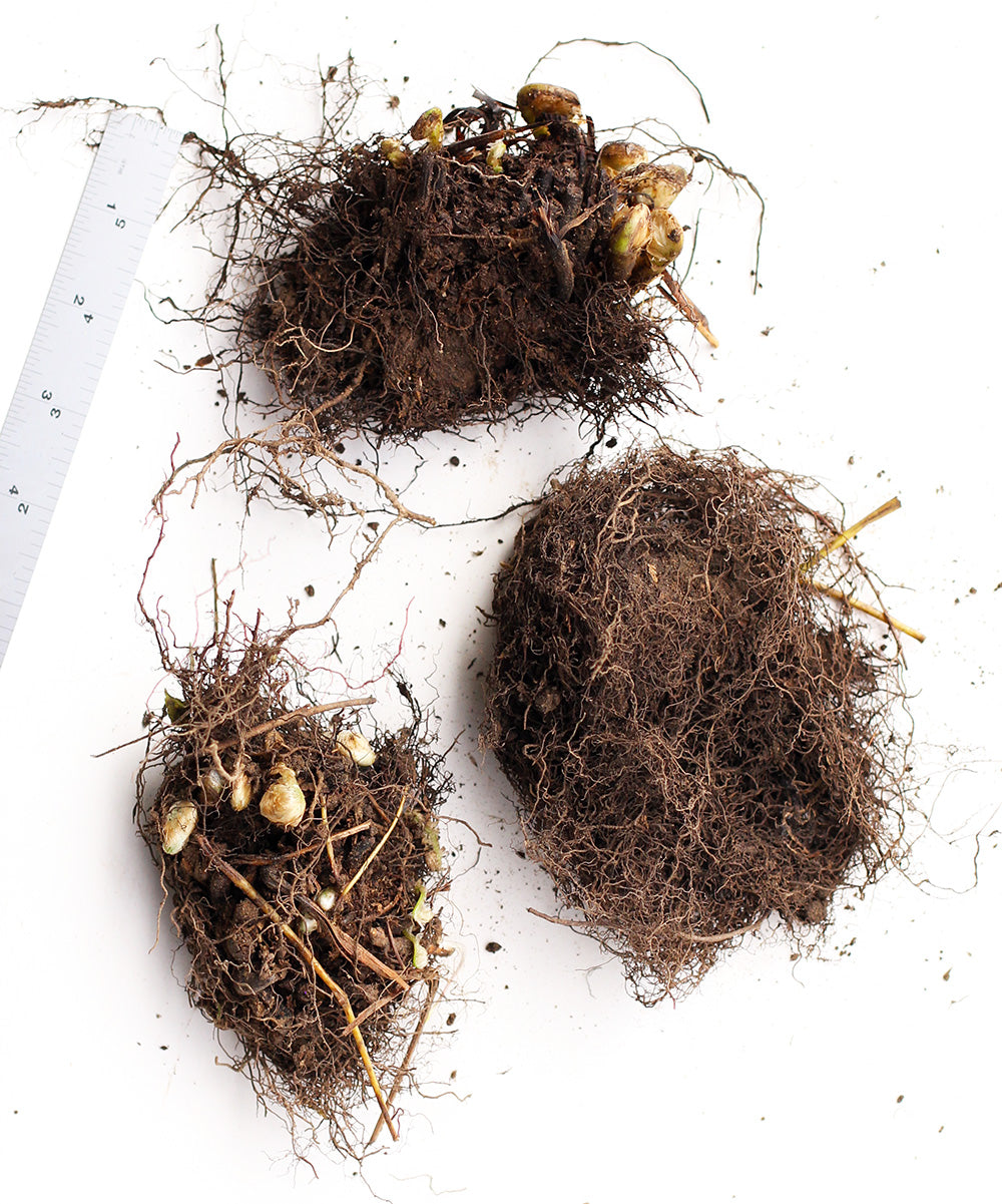 Cinnamon Fern - 3 root divisions – BloomingBulb