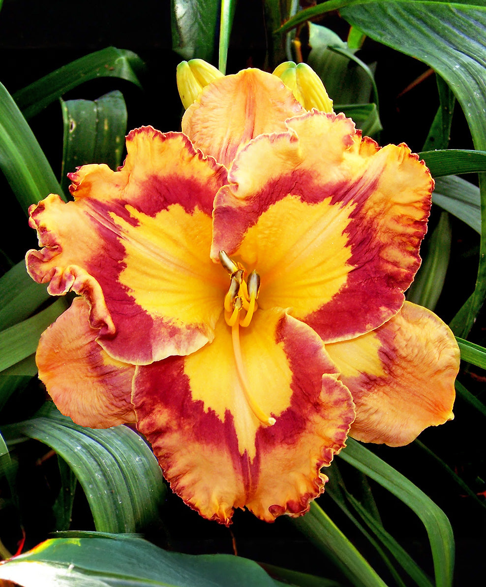 Corona Star Rebloomer Daylily - 1 Single Fan Division