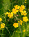Creeping Buttercup - 5 Root Divisions