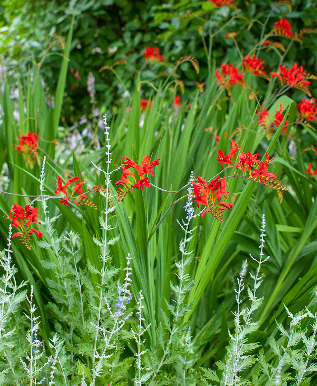 Masoniorum Crocosmia - 5 bulbs
