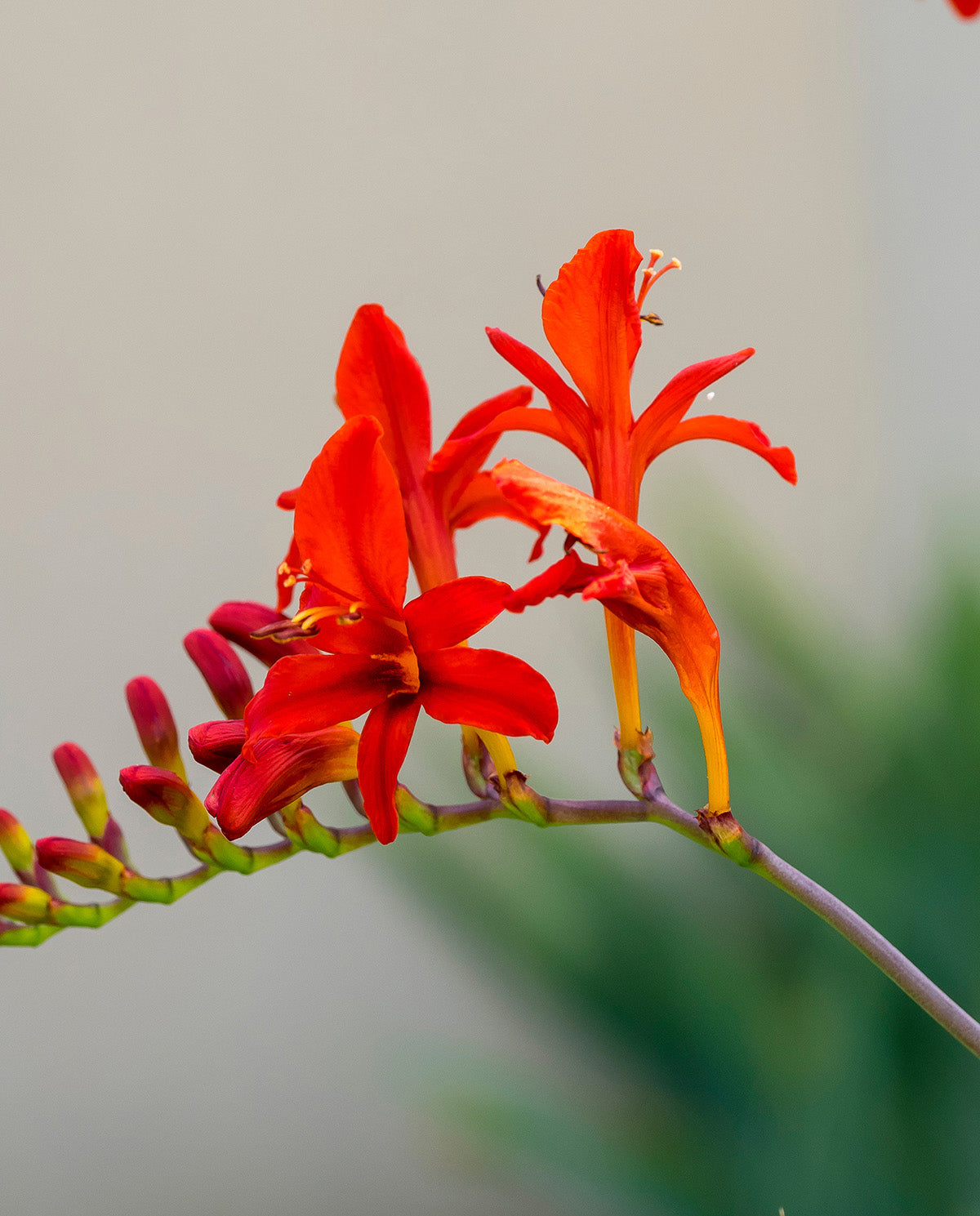 Masoniorum Crocosmia - 5 bulbs