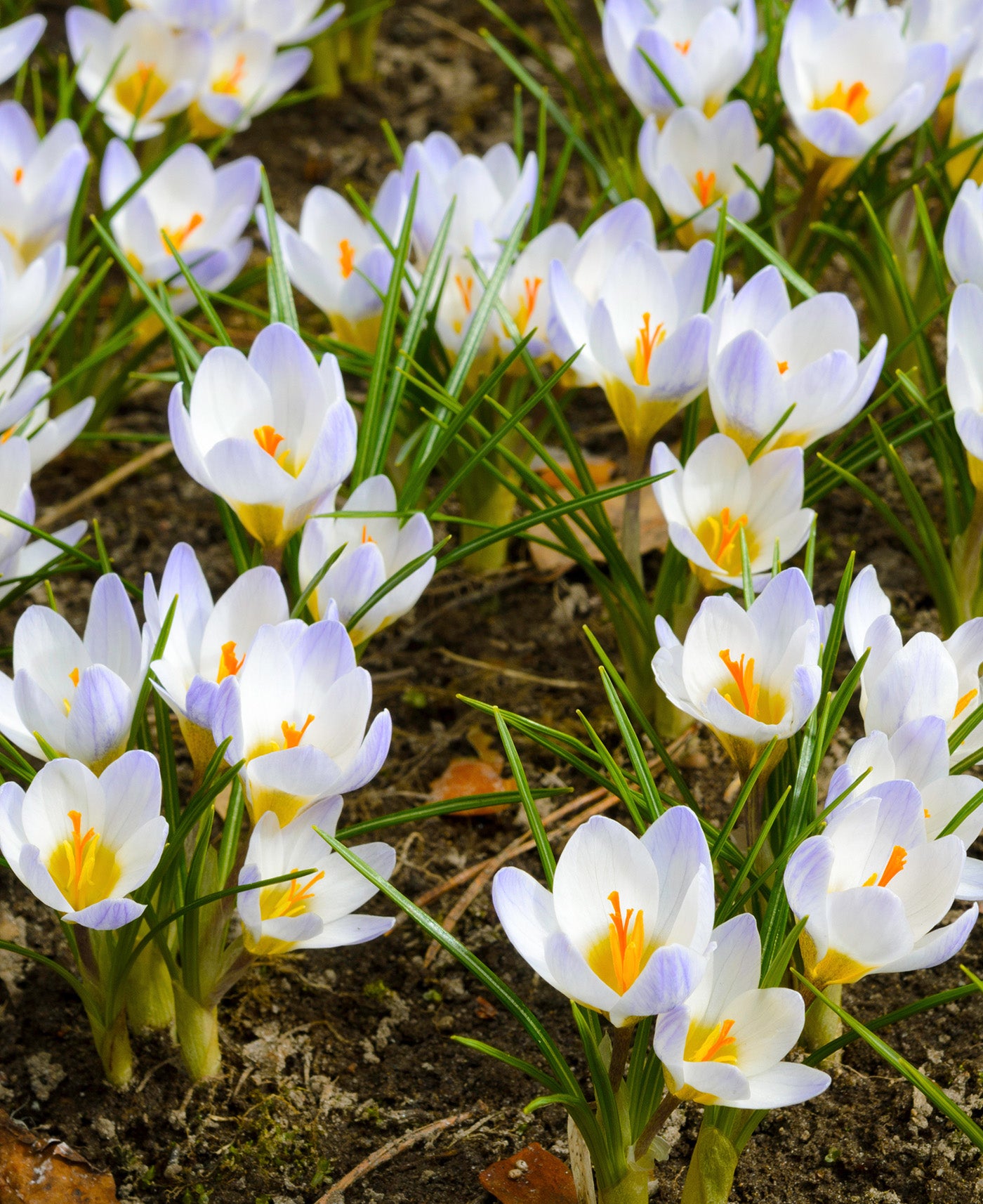 Crocus07  Blue Pearl Species Crocus - 10 bulbs