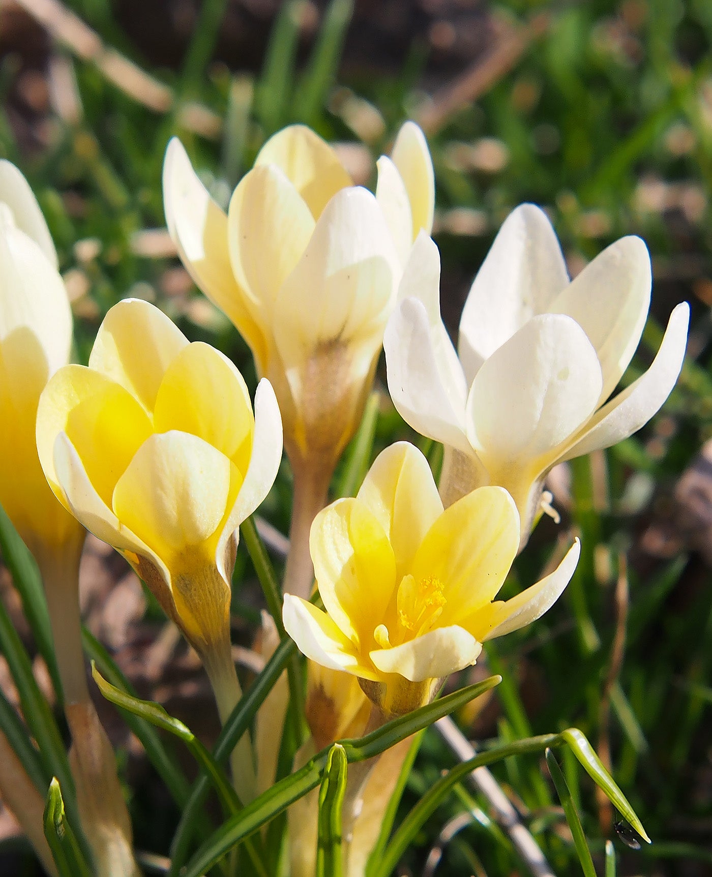 Cream Beauty Species Crocus - 10 bulbs