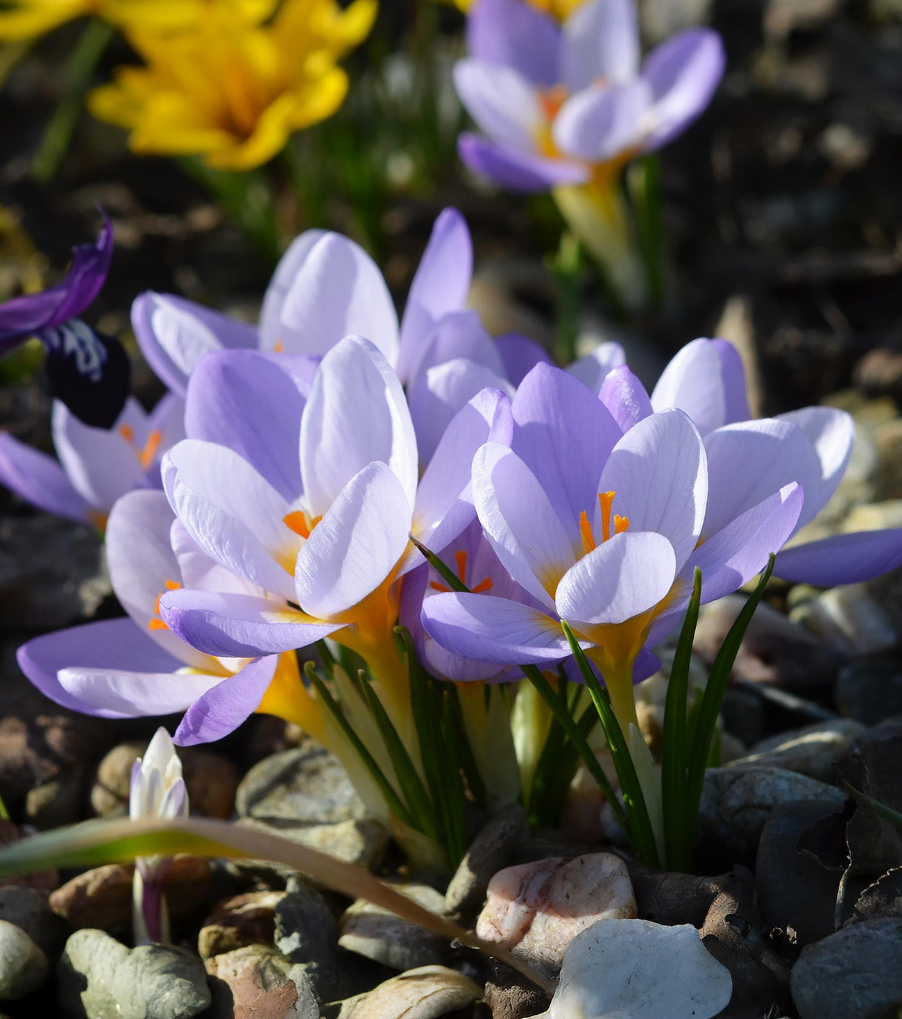 Firefly Species Crocus - 10 bulbs