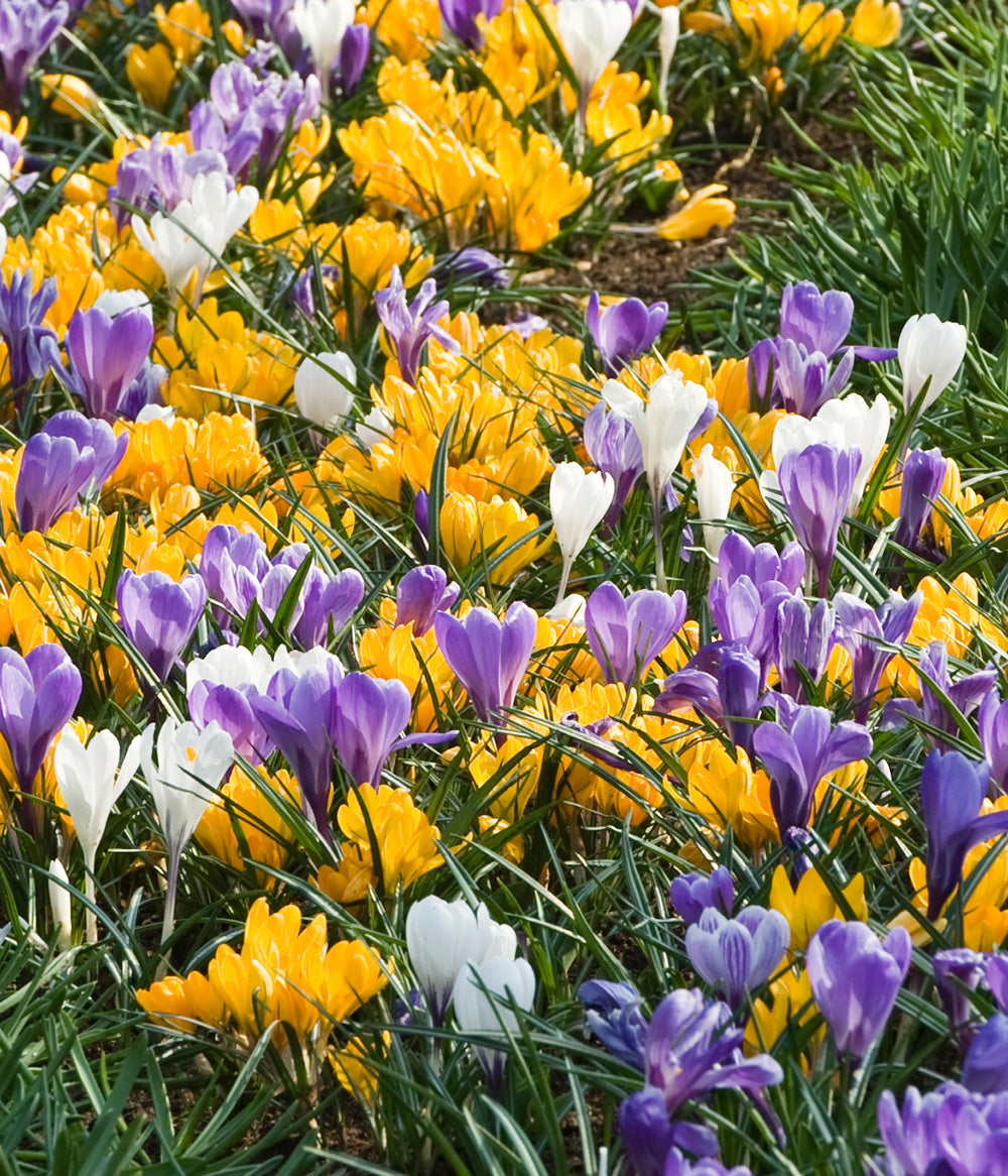 Mixed Crocus - 30 bulbs