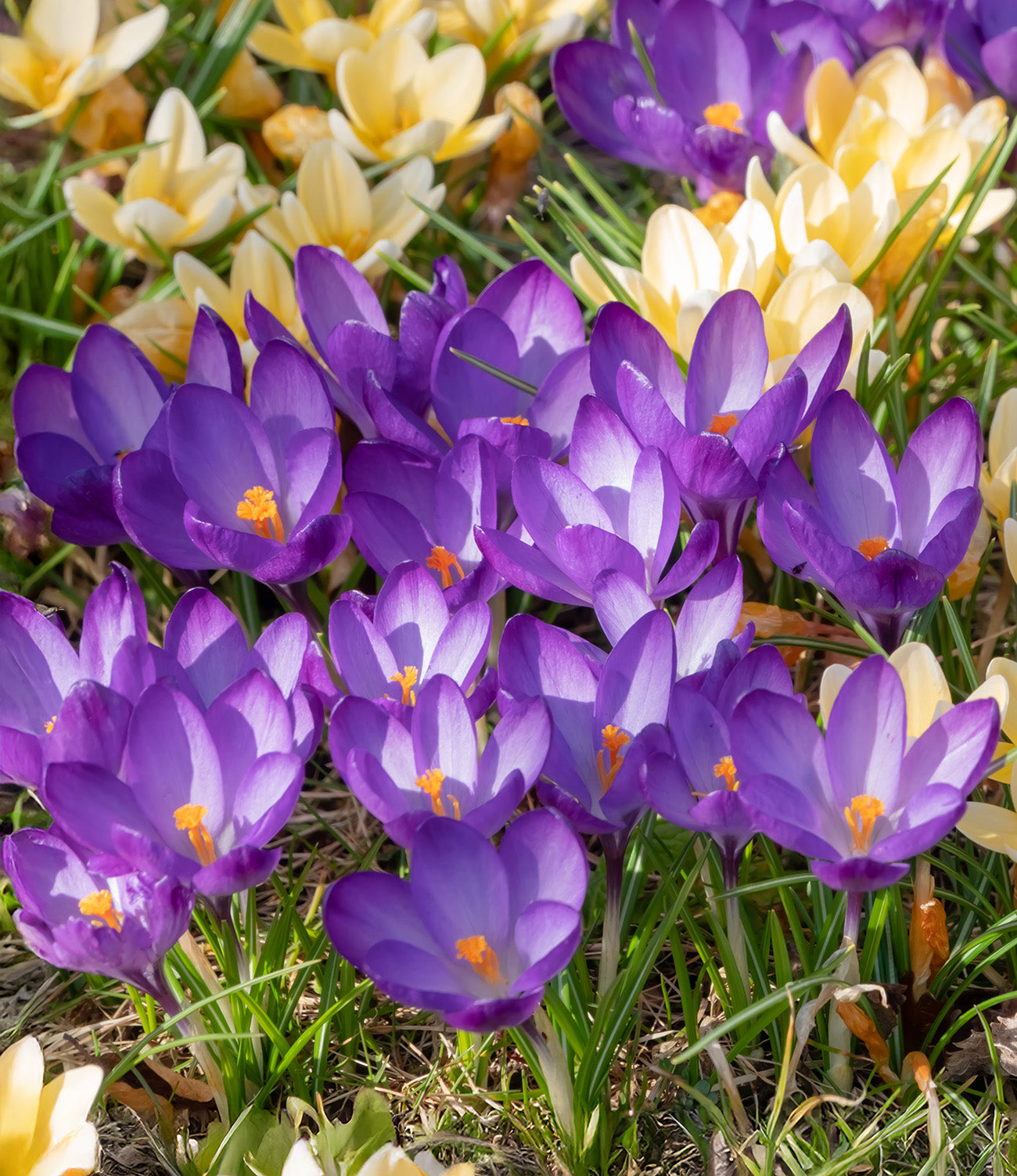 Ruby Giant Species Crocus - 10 bulbs