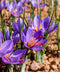 Saffron Fall Blooming Crocus - 10 bulbs