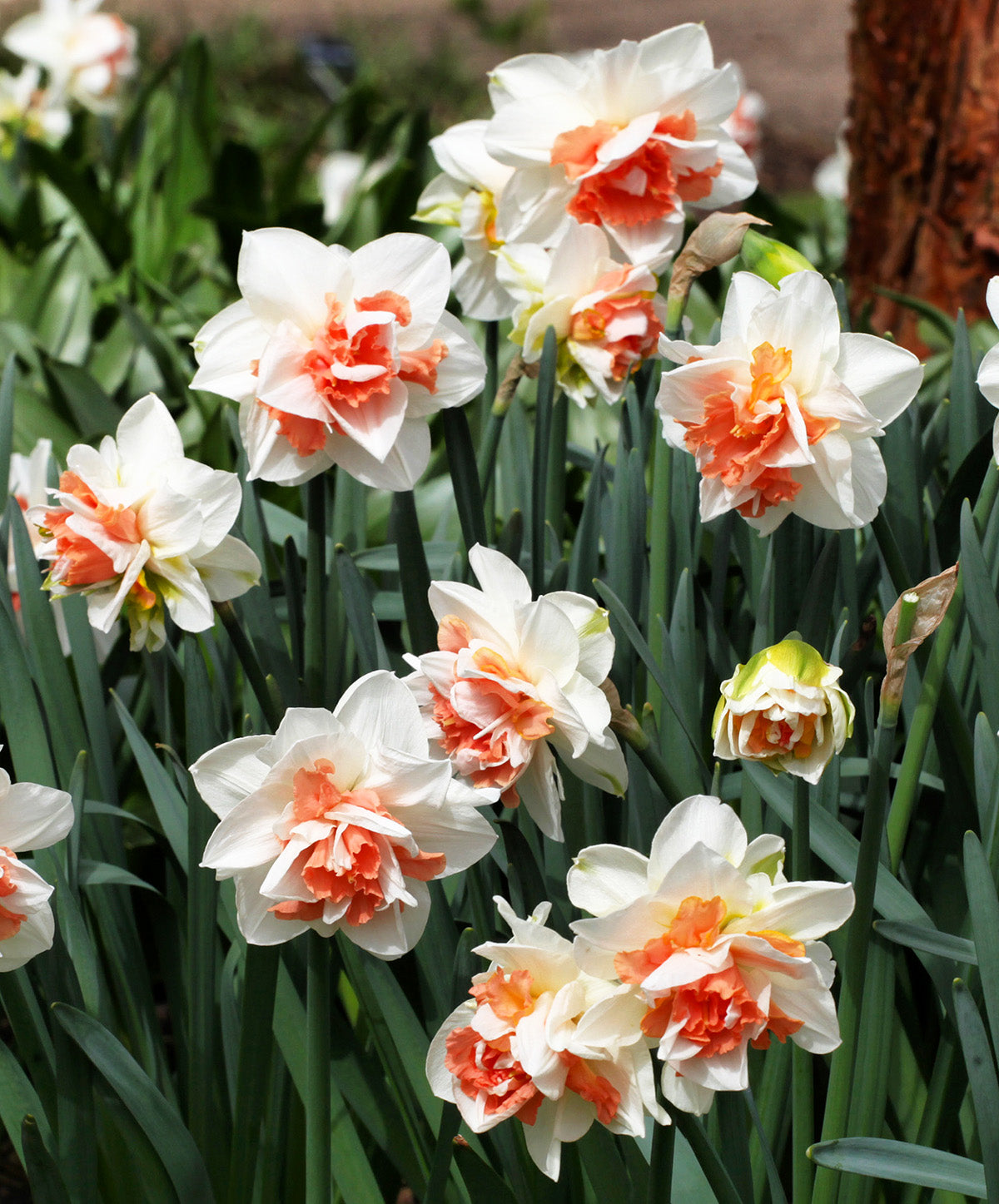 Delnashaugh Double Daffodil - 10 bulbs