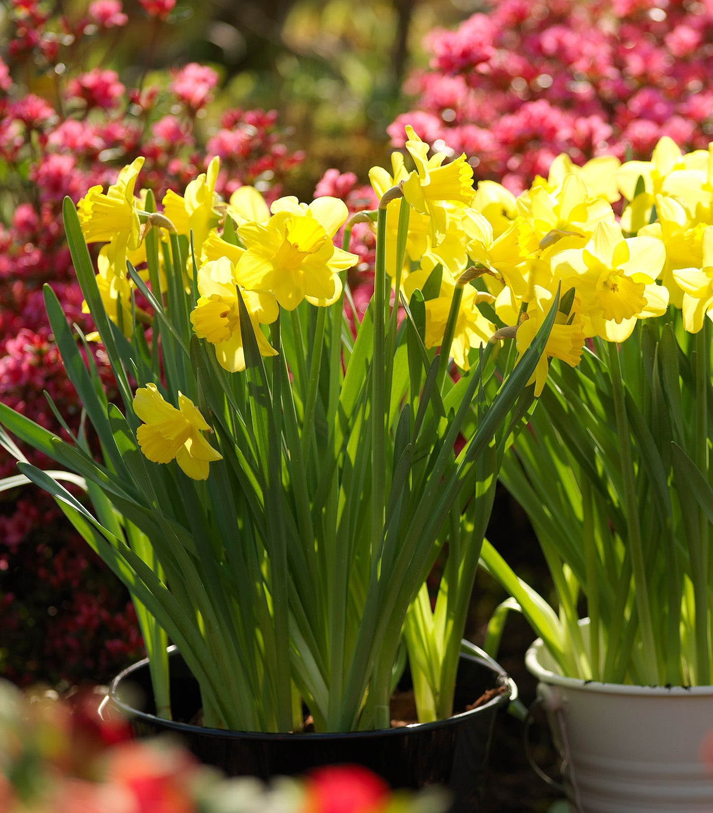 Dutch Master Trumpet Daffodil - 10 bulbs