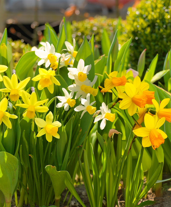 Mixed Dwarf Daffodils - 10 bulbs