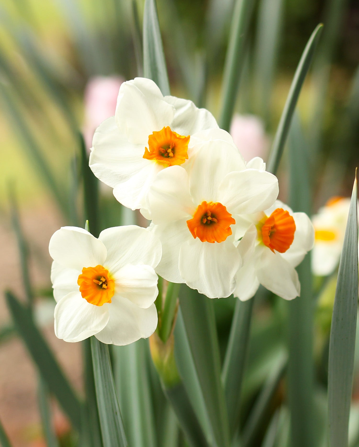 Geranium Tazetta Daffodil - 10 bulbs