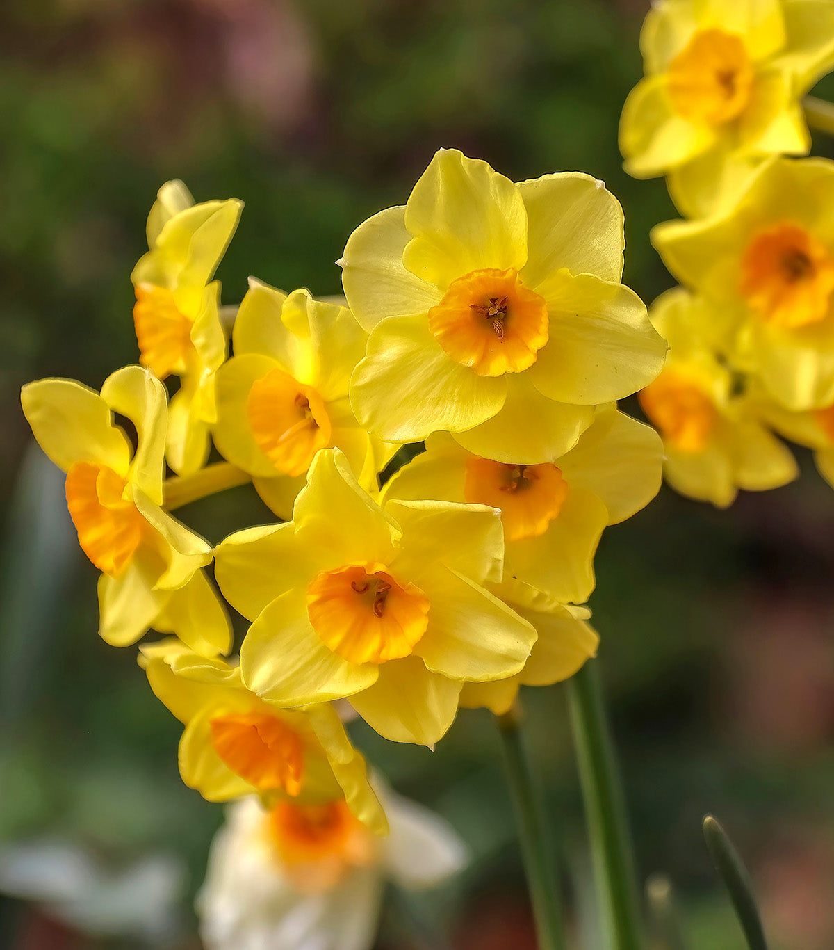 Martinette Jonquilla Daffodil - 10 bulbs