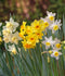 Mixed Fragrant Jonquilla Daffodils - 30 bulbs