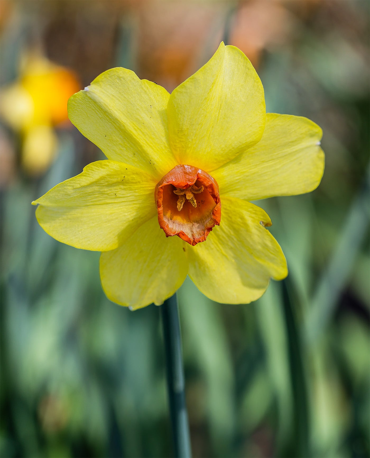 Red Devon Large Cupped Daffodil - 10 bulbs
