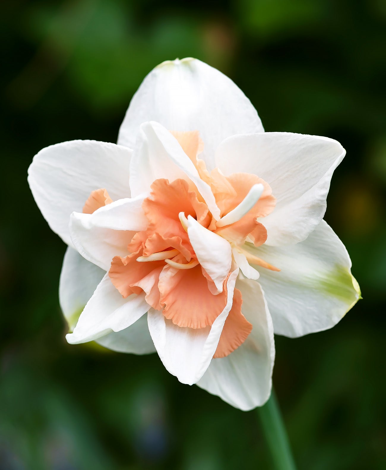 Replete Double Daffodil - 10 bulbs