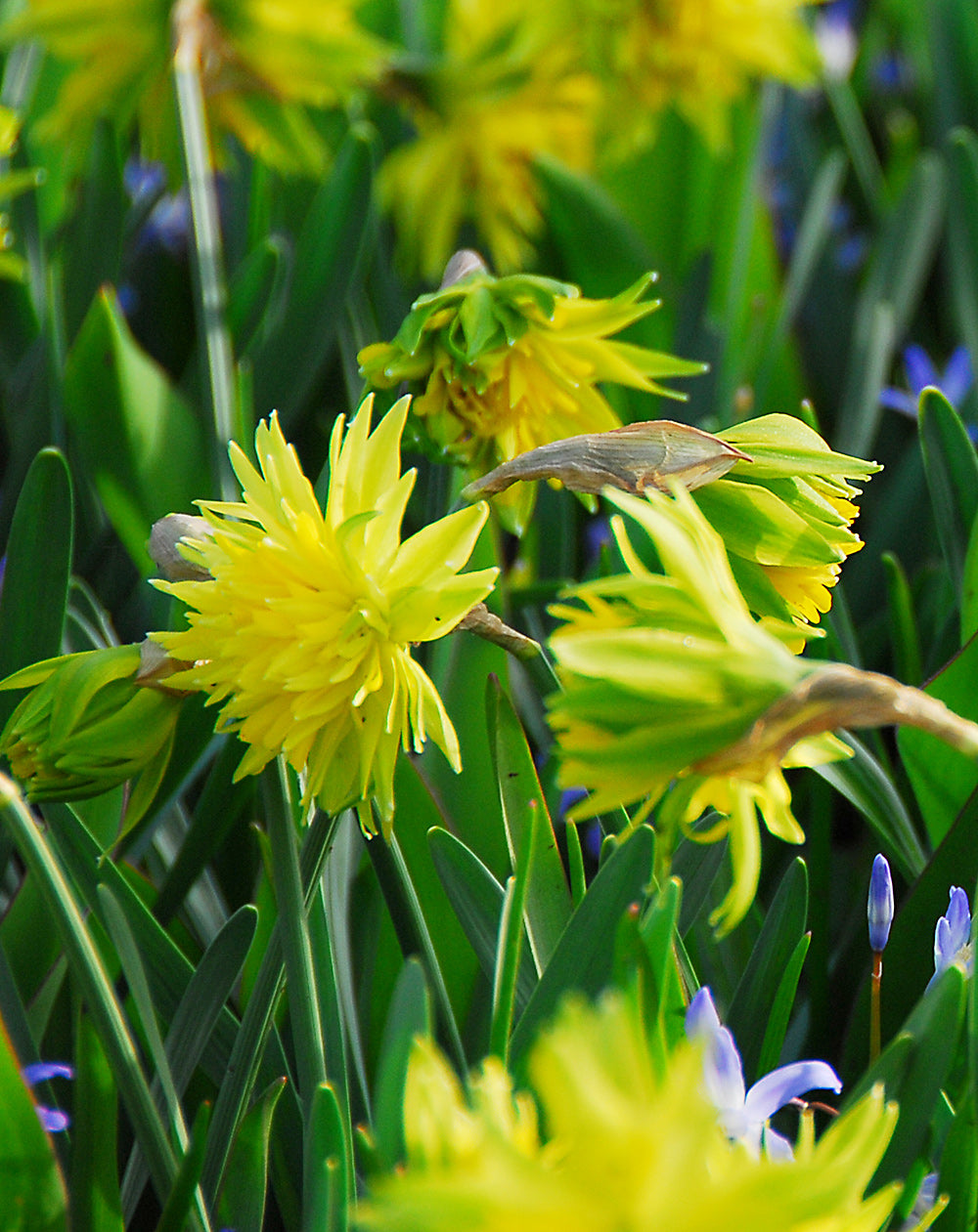 Rip Van Winkle Double Species Daffodil - 10 bulbs