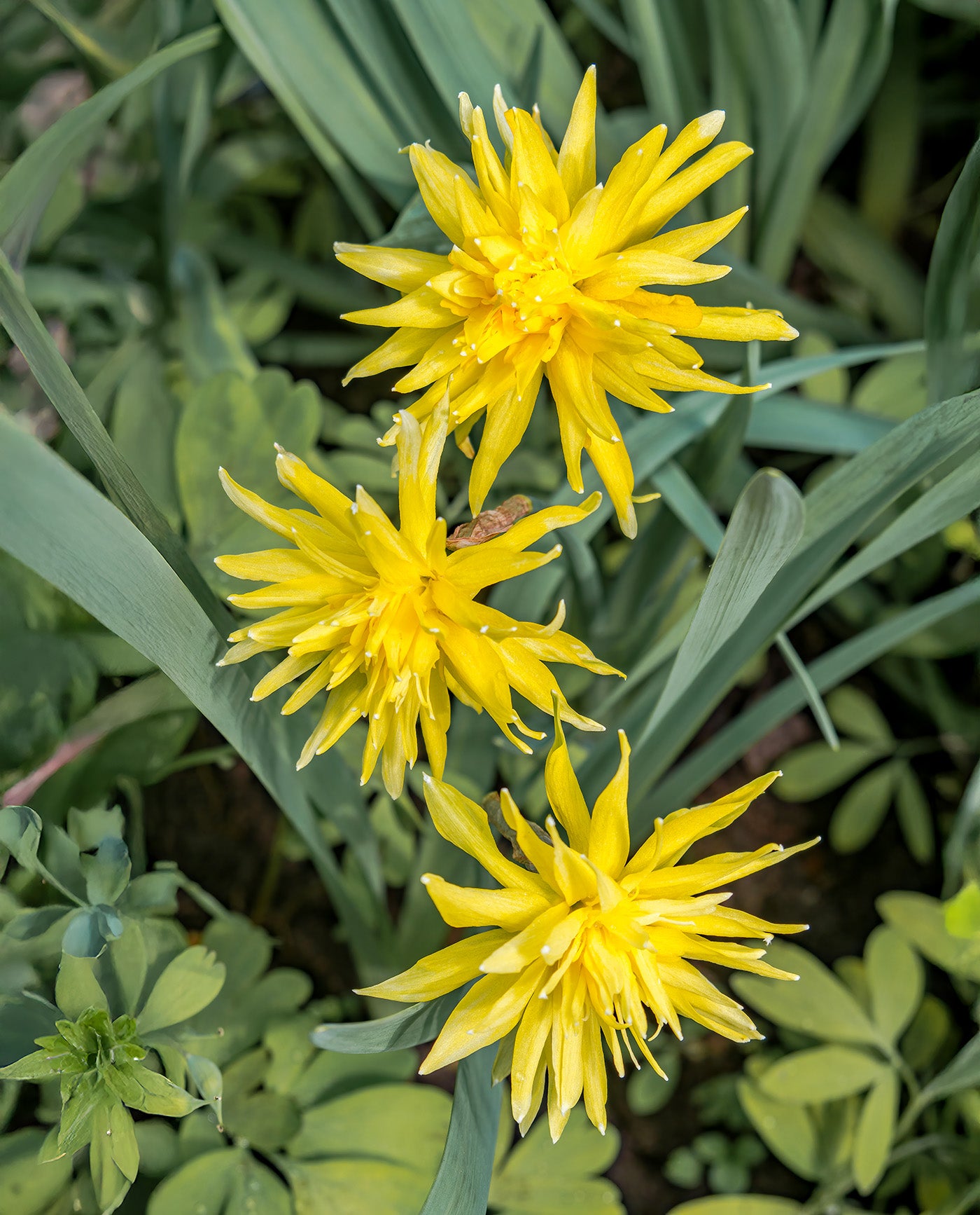 Rip Van Winkle Double Species Daffodil - 10 bulbs