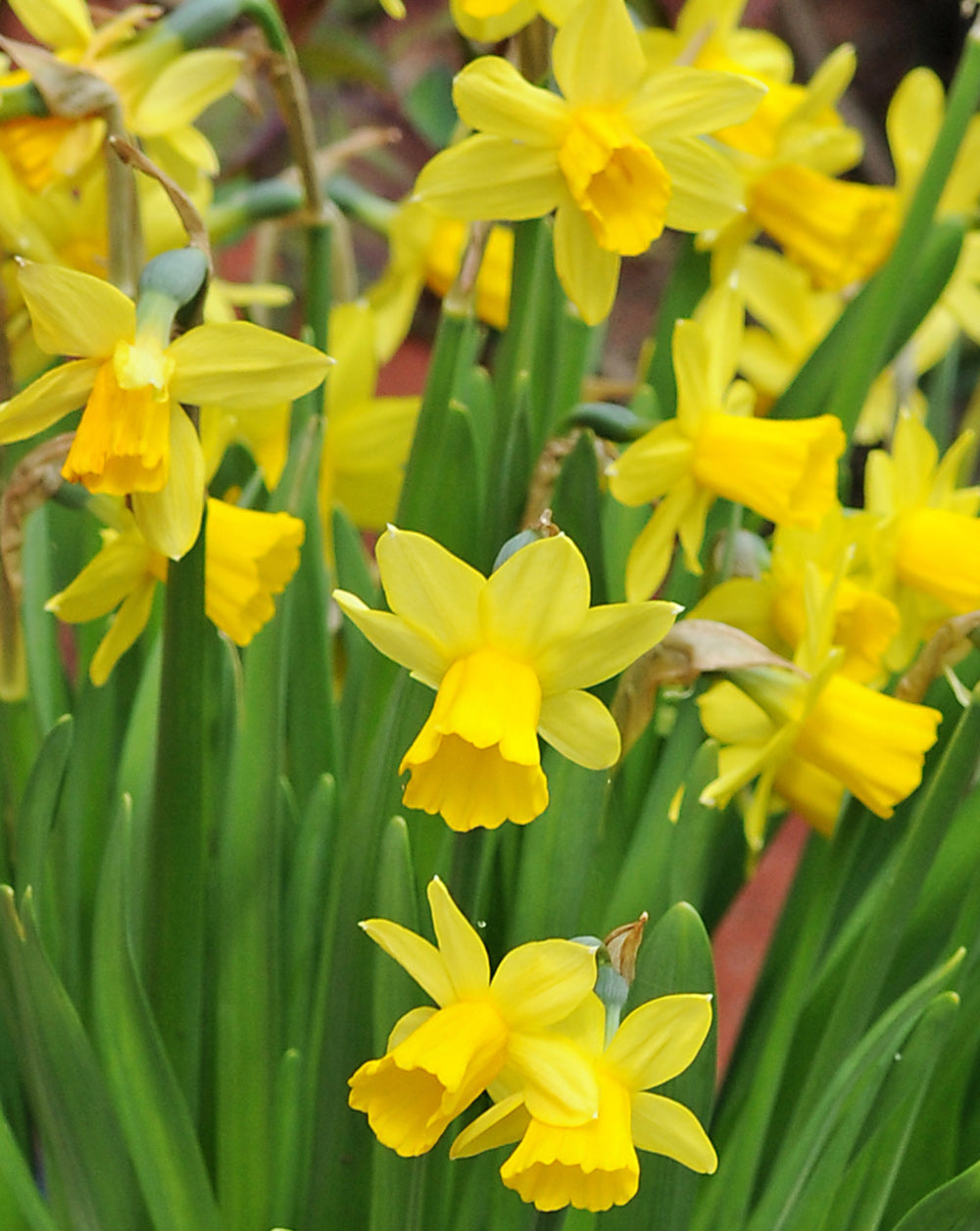 Tete a Tete Cyclamineus Daffodil - 10 bulbs