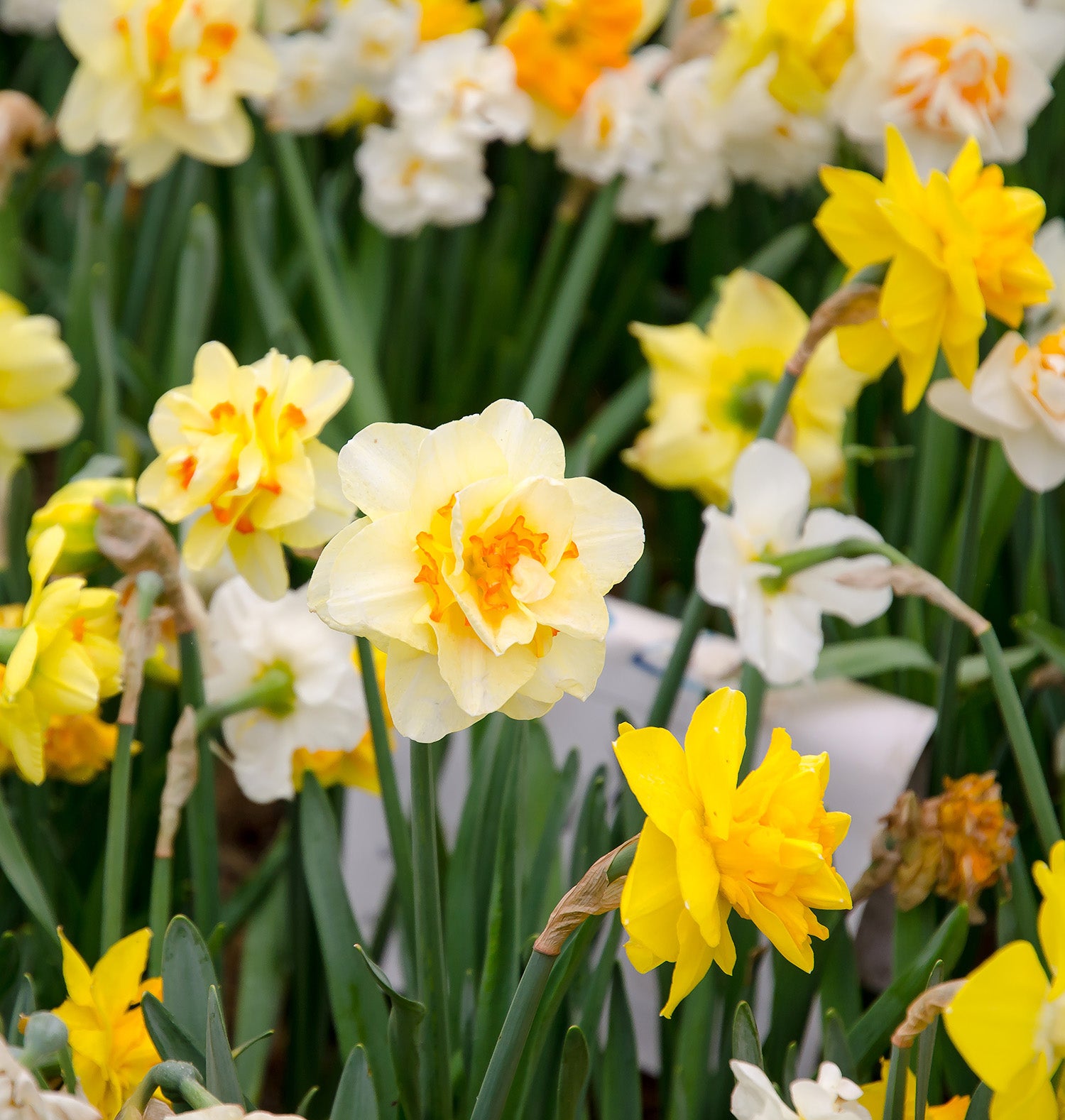 Mixed Double Daffodils - 30 bulbs