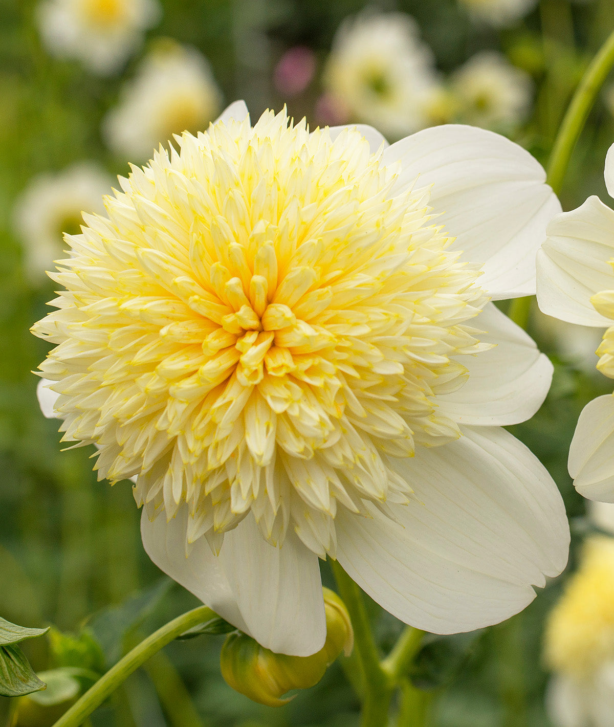 Platinum Blonde Anemone Dahlia - 3 root divisions