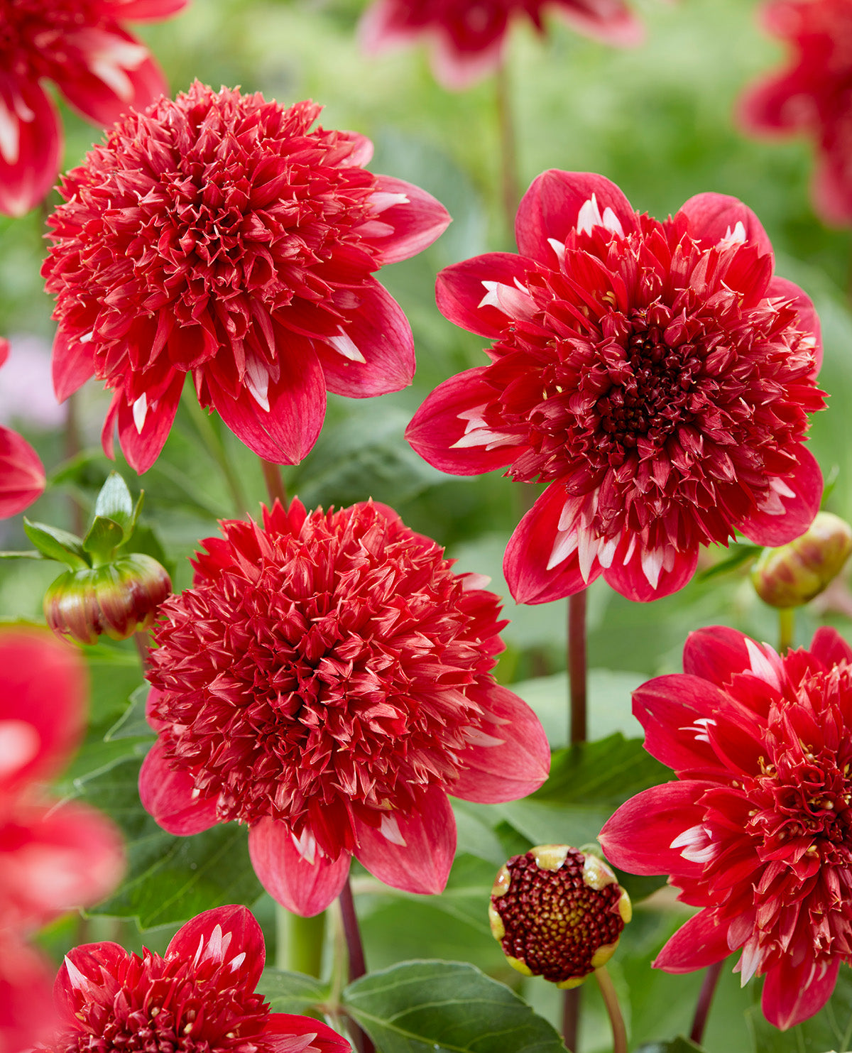 Speech Anemone Dahlia - 3 root divisions