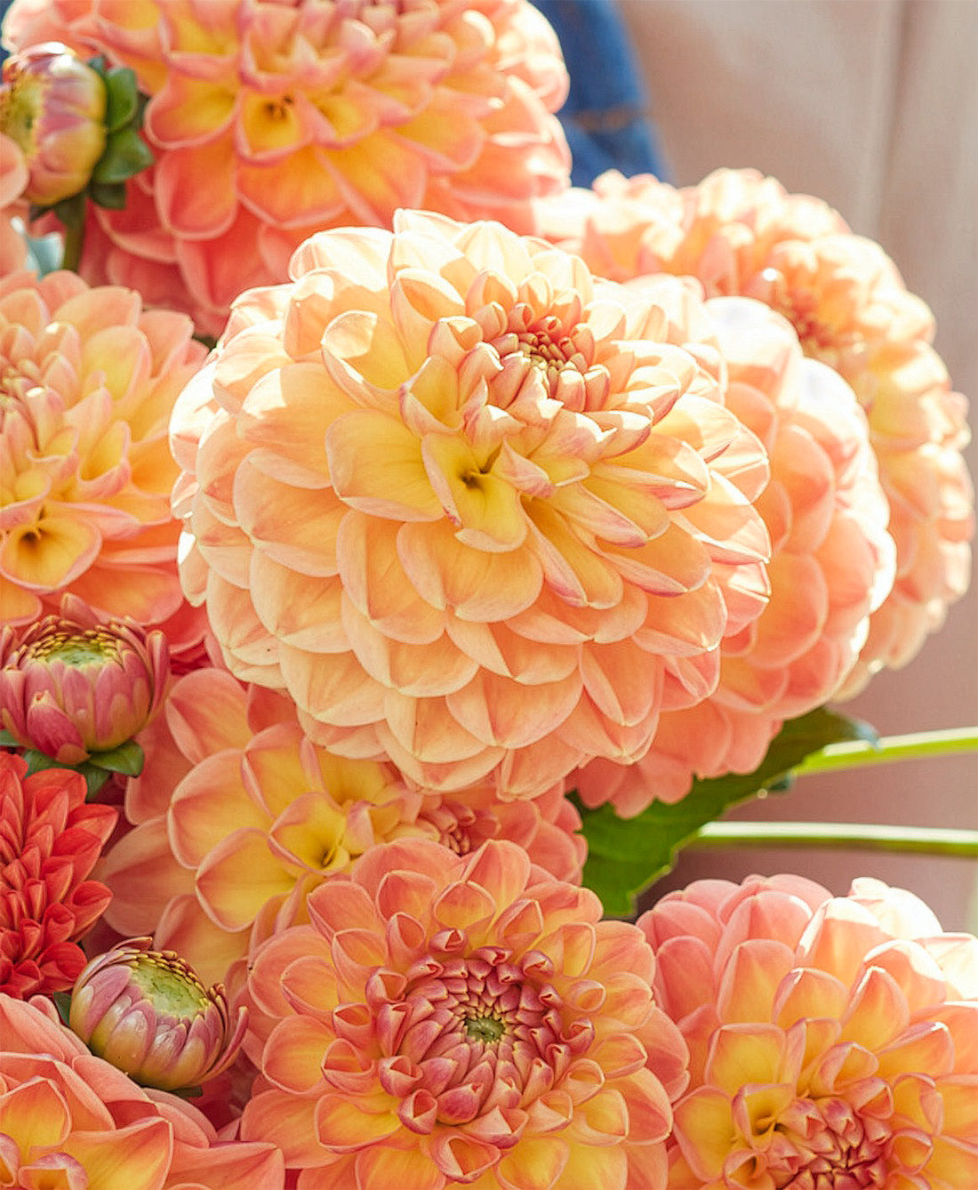 Orange Cassini Ball Dahlia - 3 root divisions