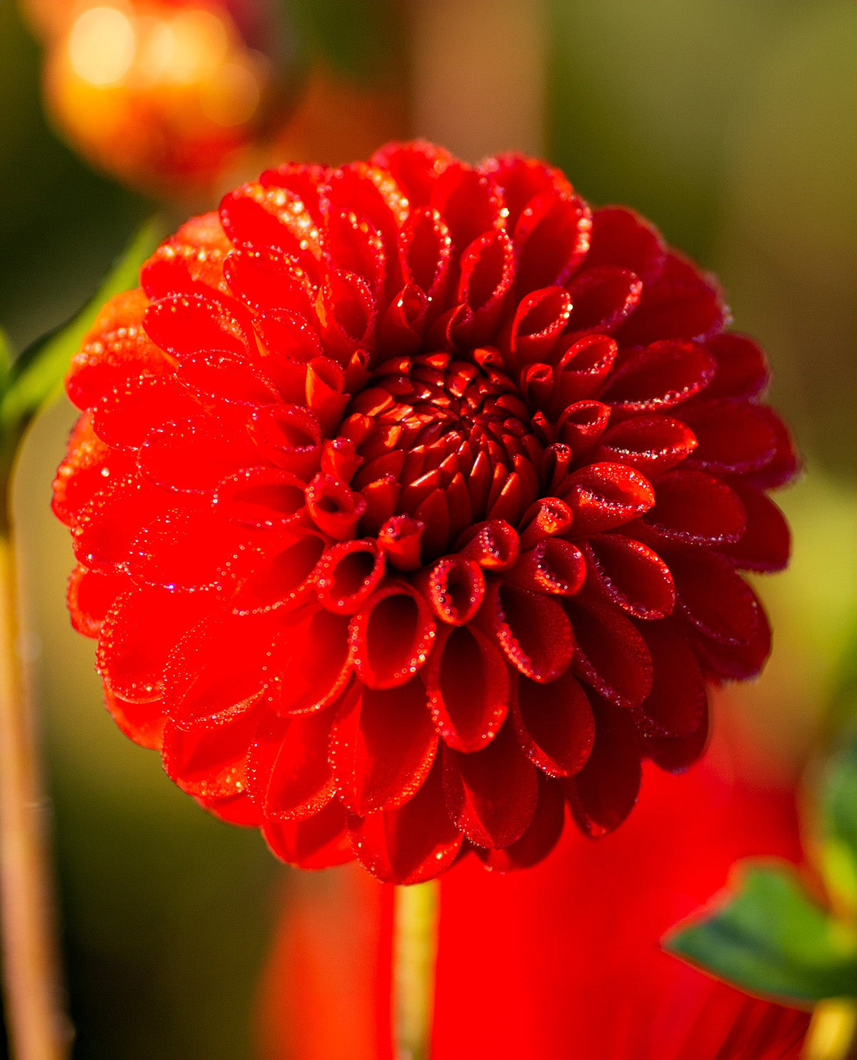 Salsa Ball Dahlia - 3 root divisions