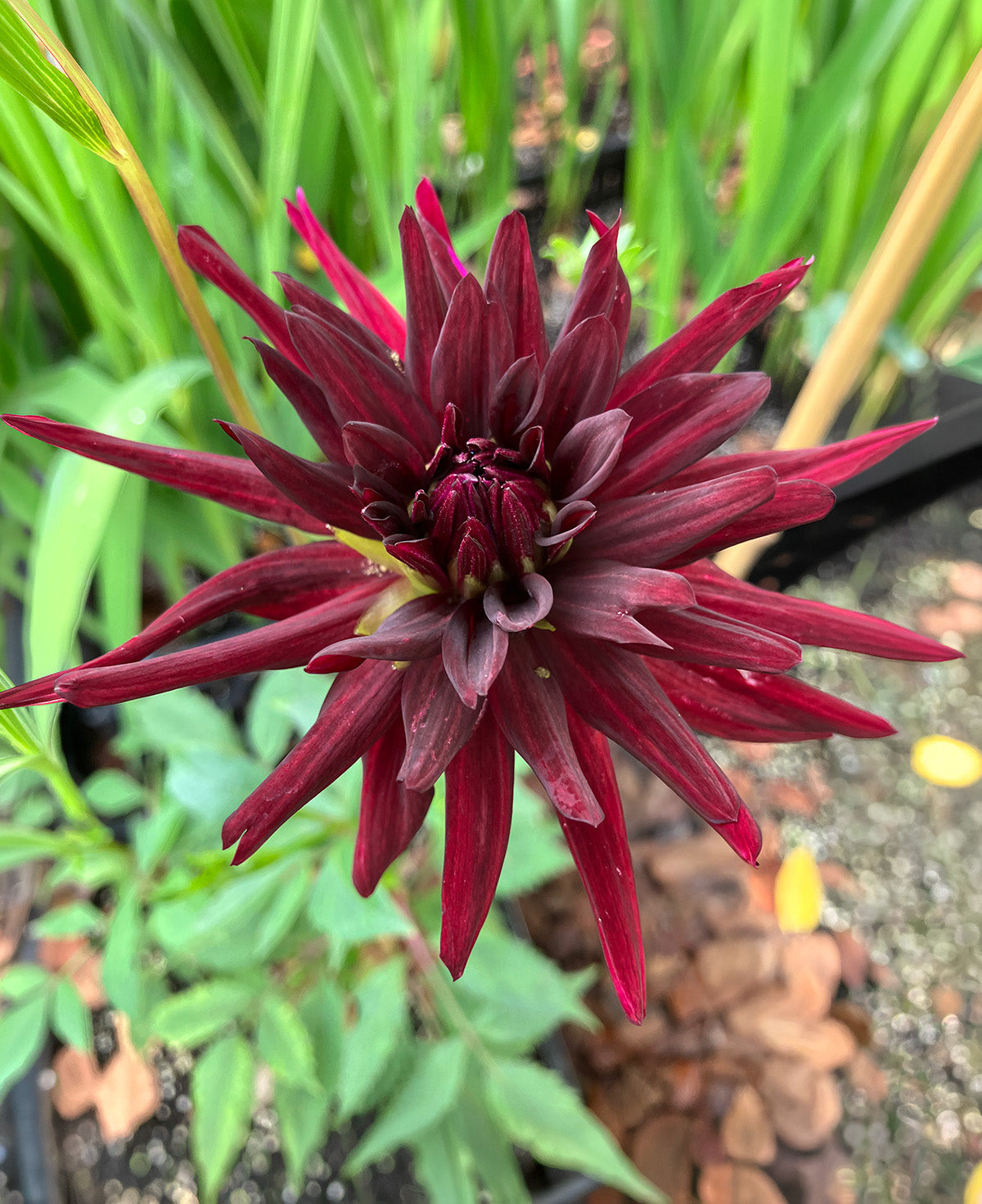 Black Narcissus Cactus Dahlia - 3 root divisions