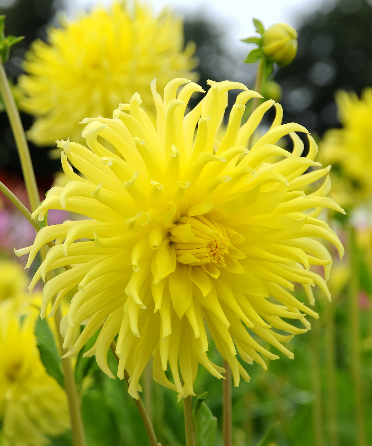Kennemerland Cactus Dahlia - 3 root divisions