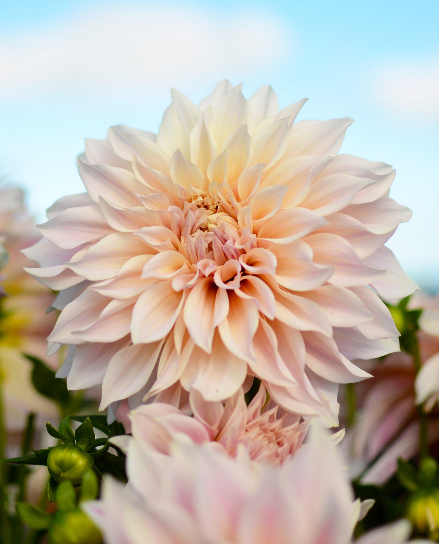 Cafe au Lait Decorative Dahlia - 3 root divisions