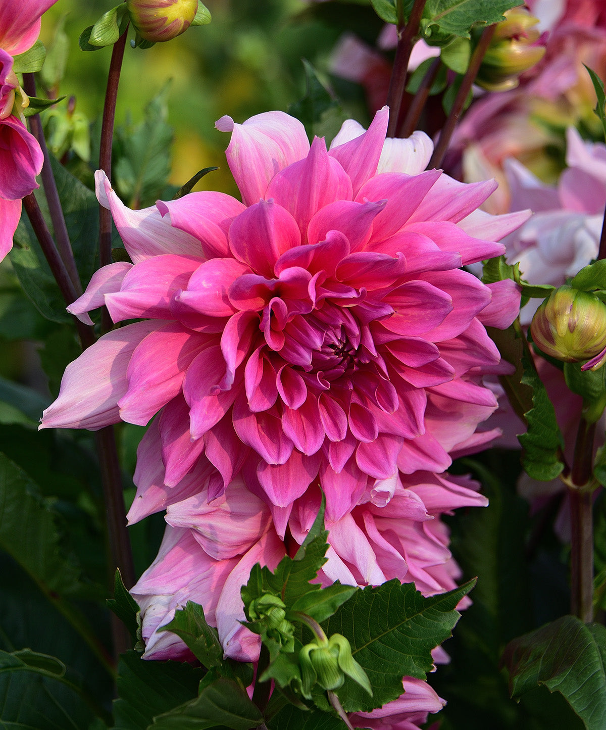 Emory Paul Decorative Dahlia - 3 root divisions