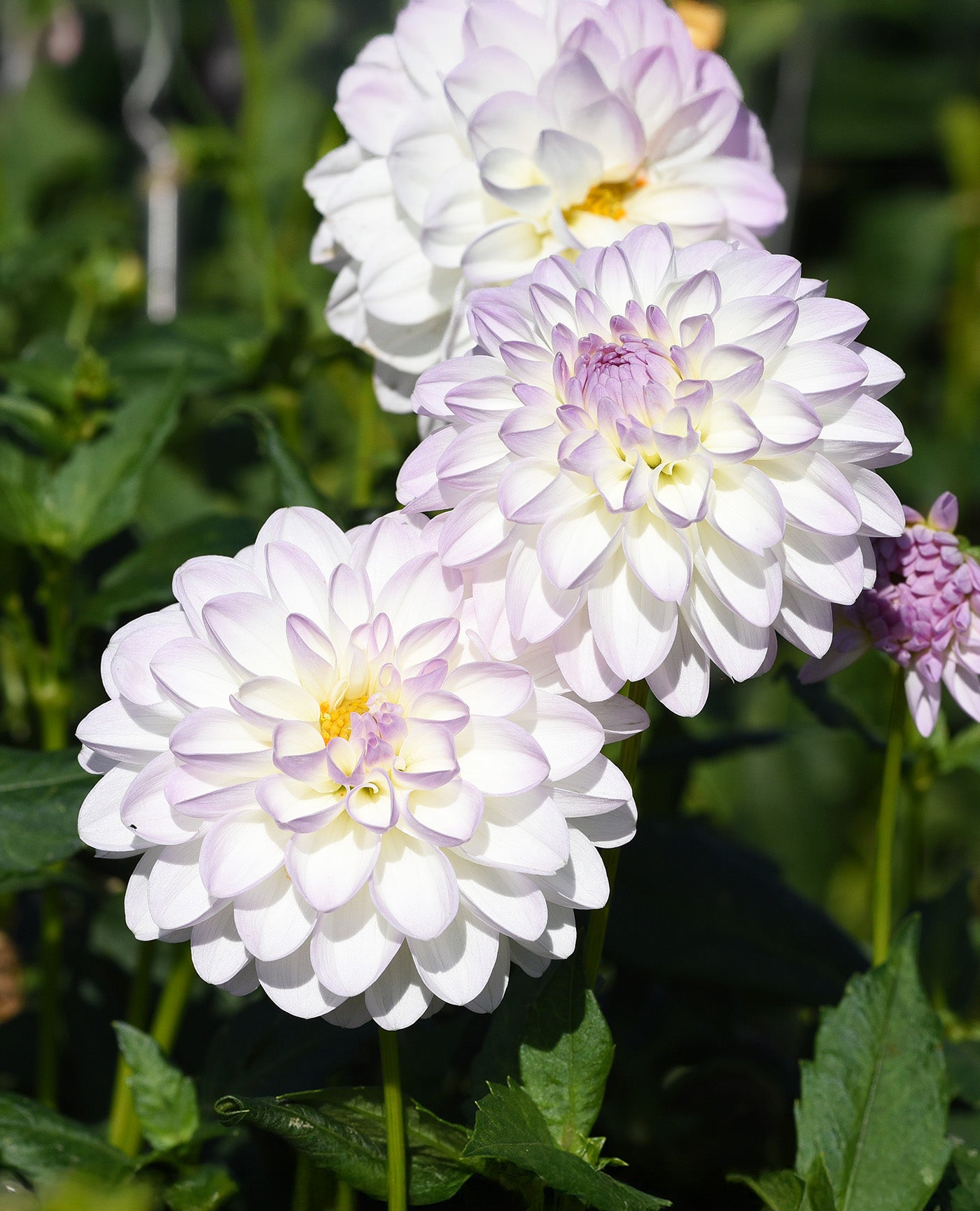 Eviline Ball Dahlia - 3 root divisions
