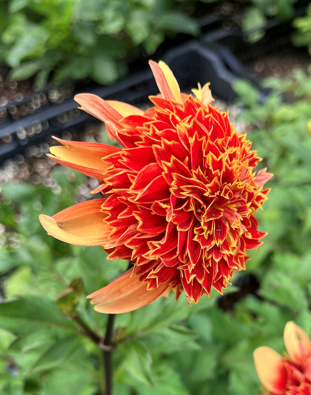 Josie Anemone Dahlia - 3 root divisions