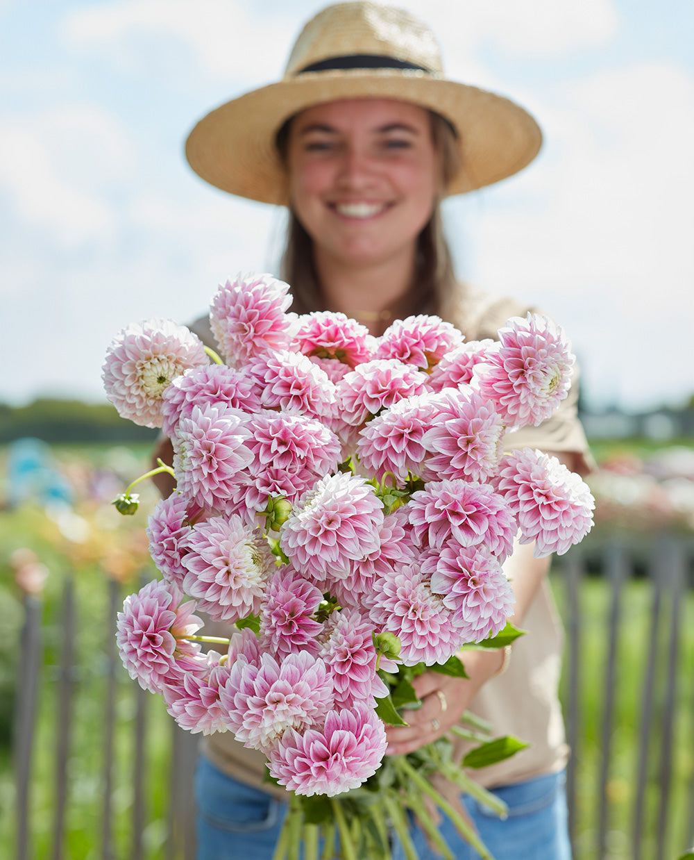 Marshmellow Baby Ball Dahlia - 3 root divisions