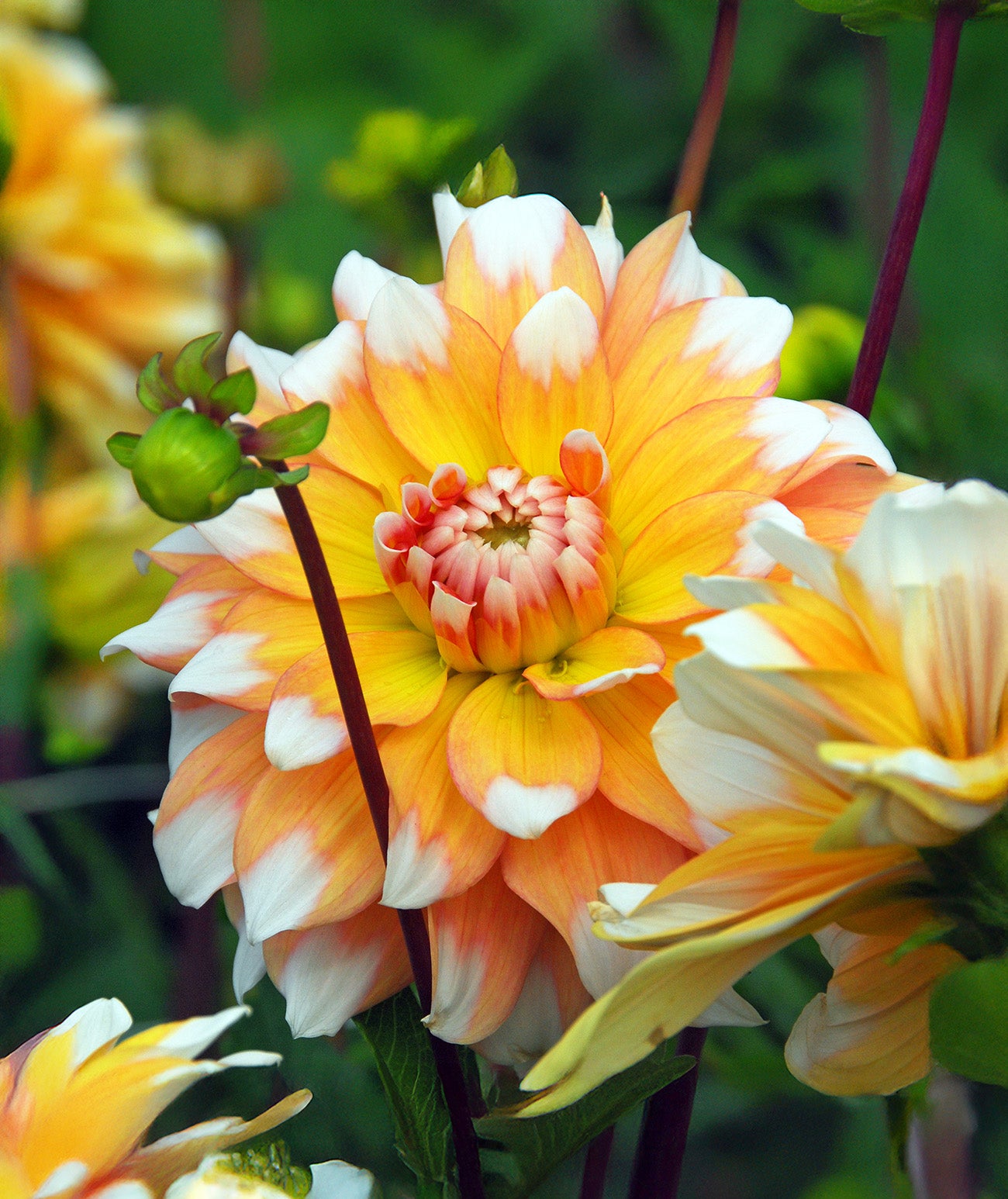 Seattle Decorative Dahlia - 3 root divisions
