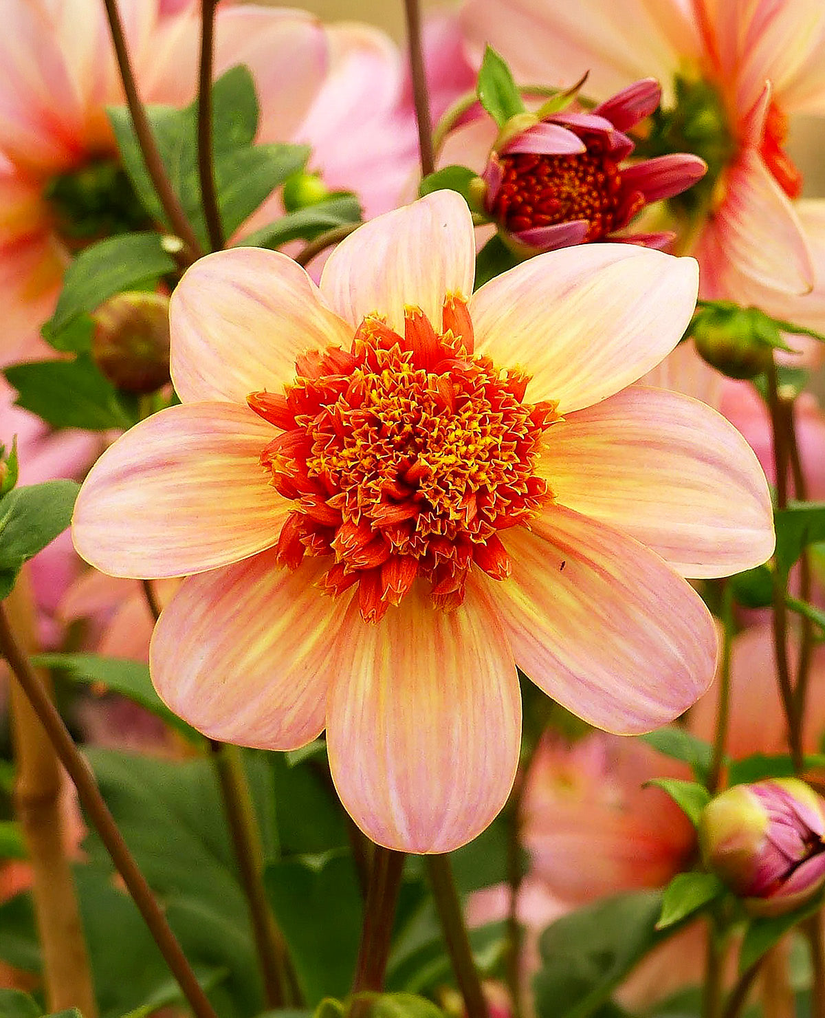 Totally Tangerine Anemone Dahlia - 3 root divisions
