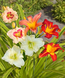 Mixed Daylilies - 9 root divisions