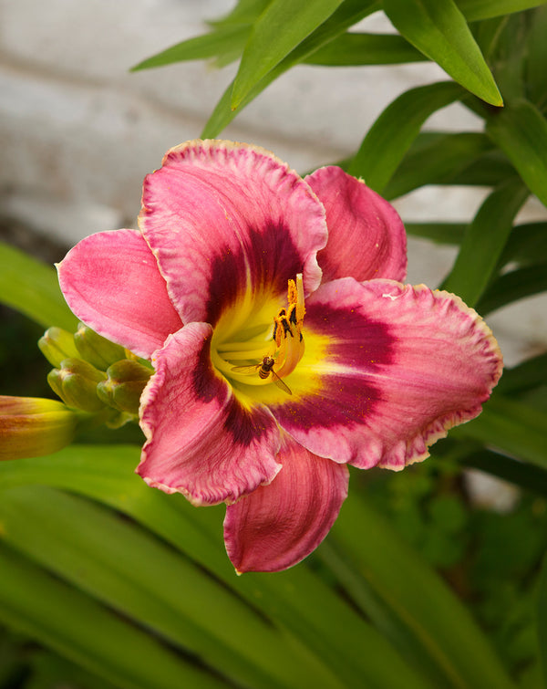 Always Afternoon Eyezone Daylily - 3 root divisions