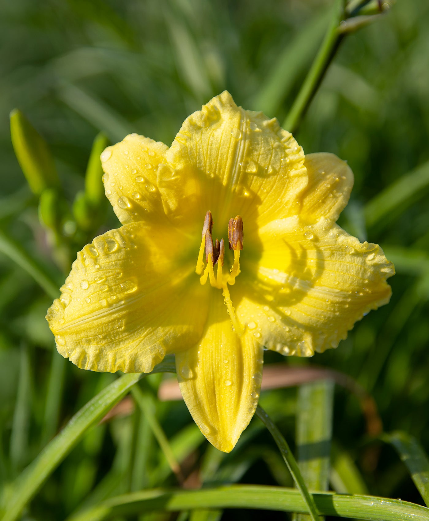Big Time Happy Reblooming Daylily - 3 Root Divisions