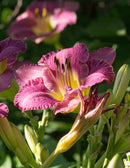 Entrapment Eyezone Daylily - 3 root divisions