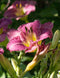 Entrapment Eyezone Daylily - 3 root divisions