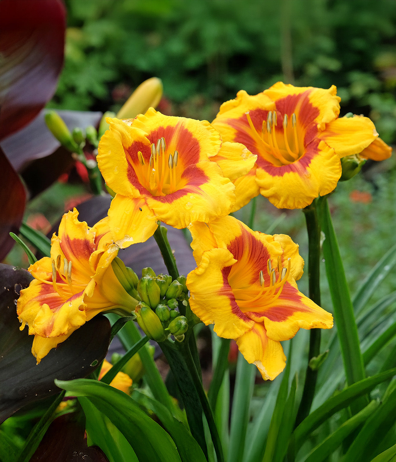 Fooled Me Eyezone Daylily - 3 root divisions