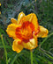 Fooled Me Eyezone Daylily - 3 root divisions