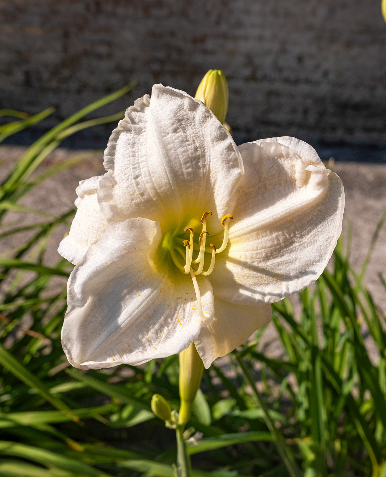 Joan Senior Standard Daylily - 3 root divisions